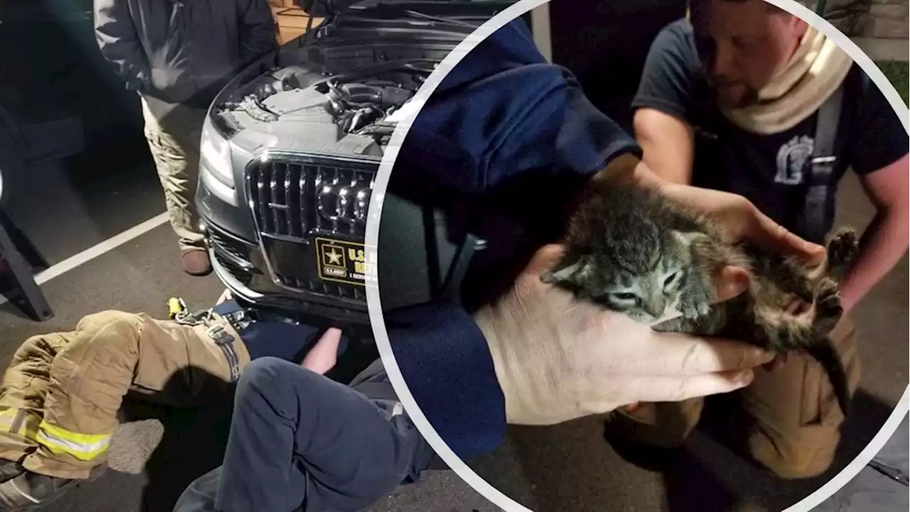 Kitten rescued from car's engine compartment in Lancaster County