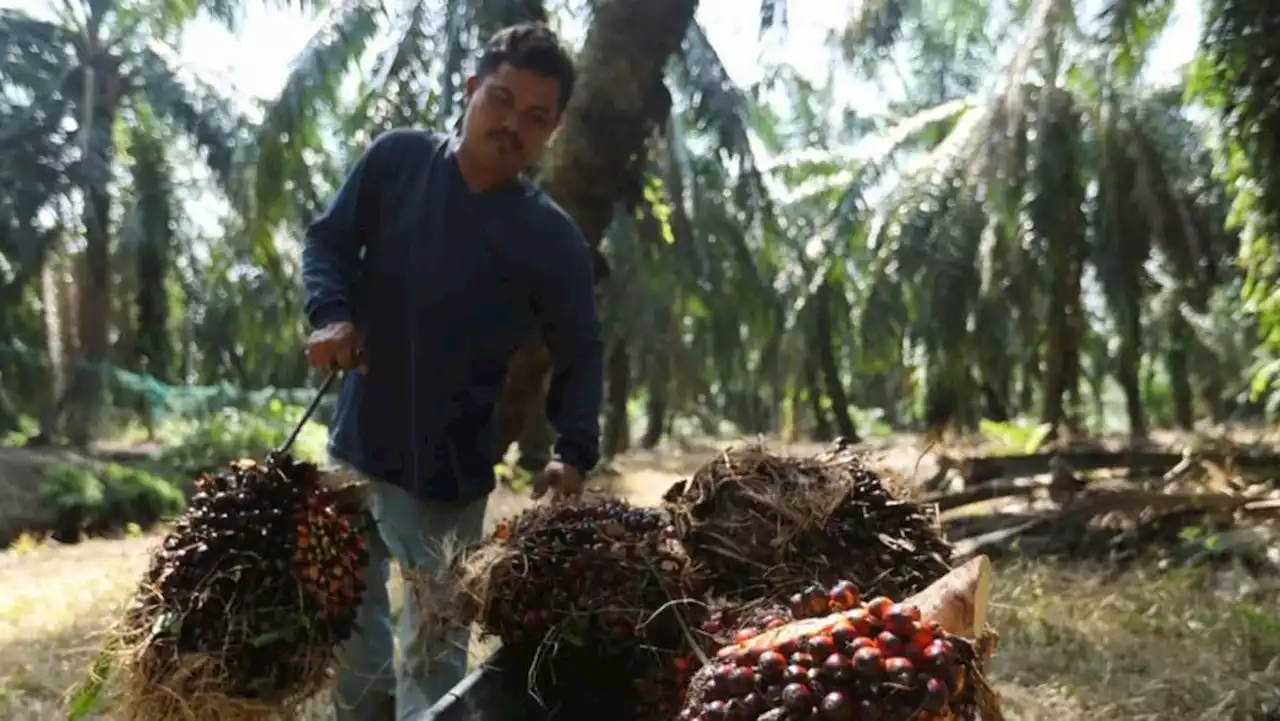 Malaysia, China ink partnership to stabilise palm oil supply chain