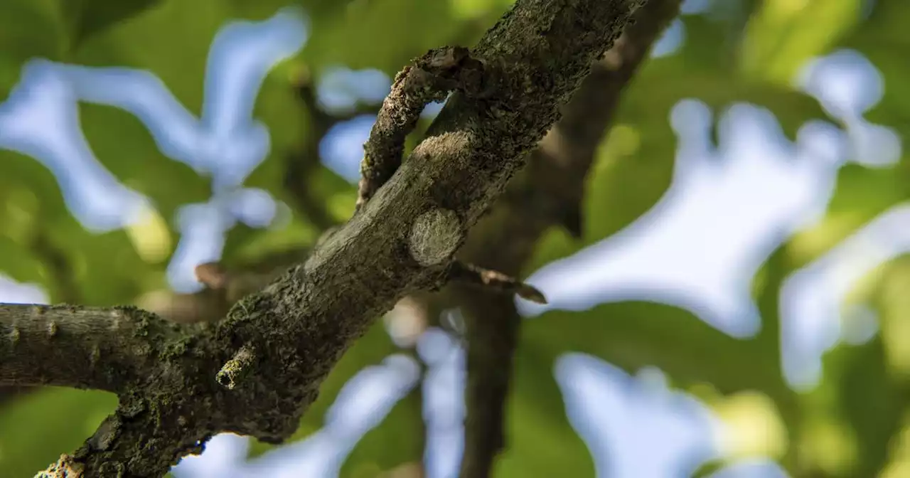 How to save your trees from magnolia scale