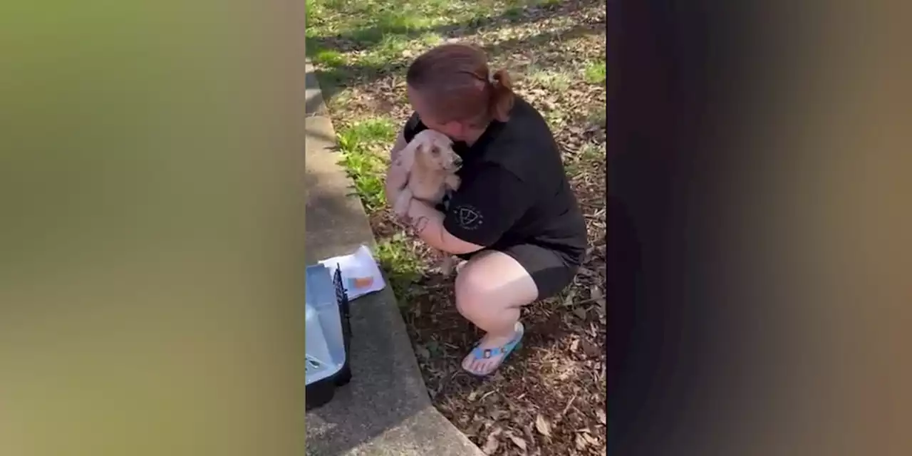 Lost dog nursed back to health, reunited with family after missing for 3 years