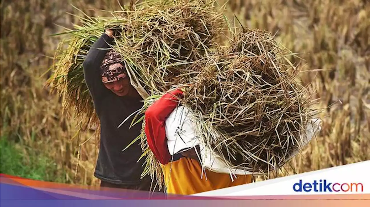 Harga Beli Beras dan Gabah Pemerintah Ikut Naik, Berikut Daftar Terbarunya