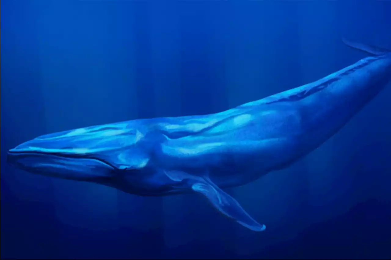 For the First Time, Scientists Record the Slow Beat of a Blue Whale's Heart