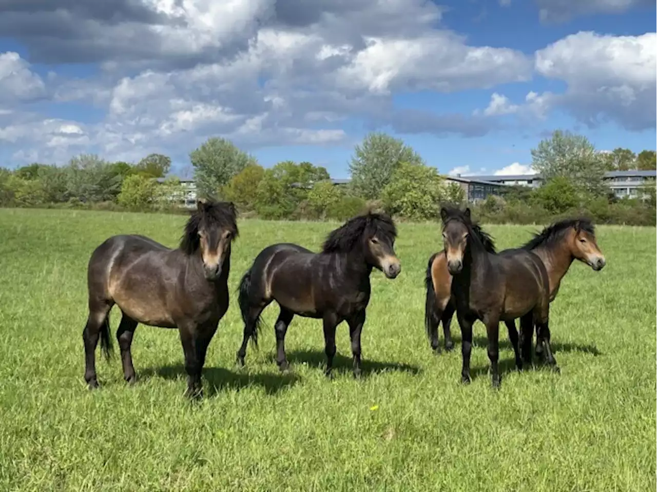 Sag om død pony får kommune til at droppe heste i naturpleje