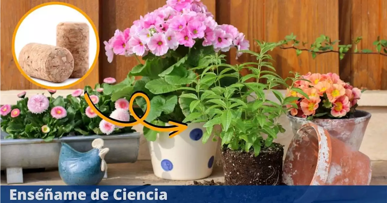 El efectivo truco del corcho para el cuidado de las plantas que debes conocer