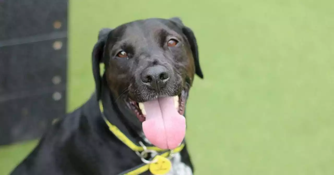 'Sweet' Glasgow pup looking for 'committed' forever home after returning to care