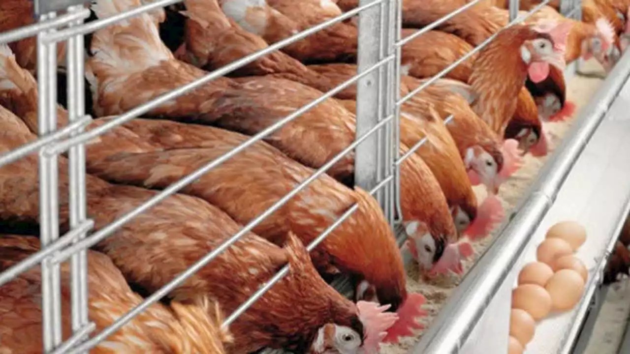 ‘Only govt intervention can rescue poultry industry’ | The Guardian Nigeria News - Nigeria and World News