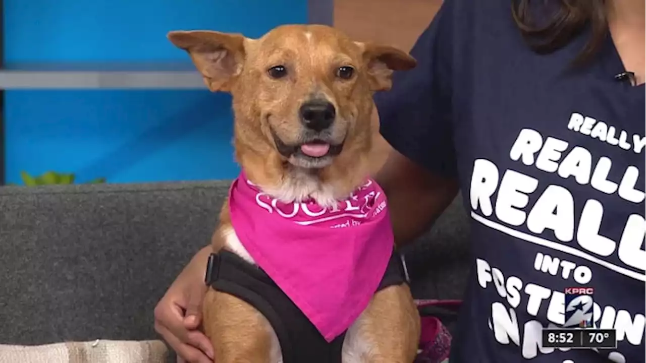 KPRC 2 Pet Project: Meet Petunia, a pup who prefers to work from home