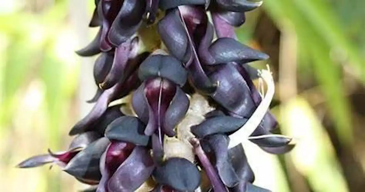 Et si l’on parlait d’une plante peu connue : la Mucuna pruriens ?