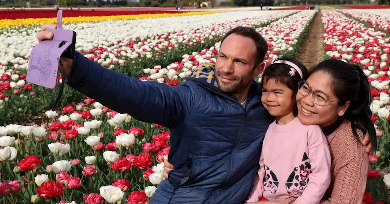 Les tulipes fleurissent et attendent les visiteurs à Jonquières