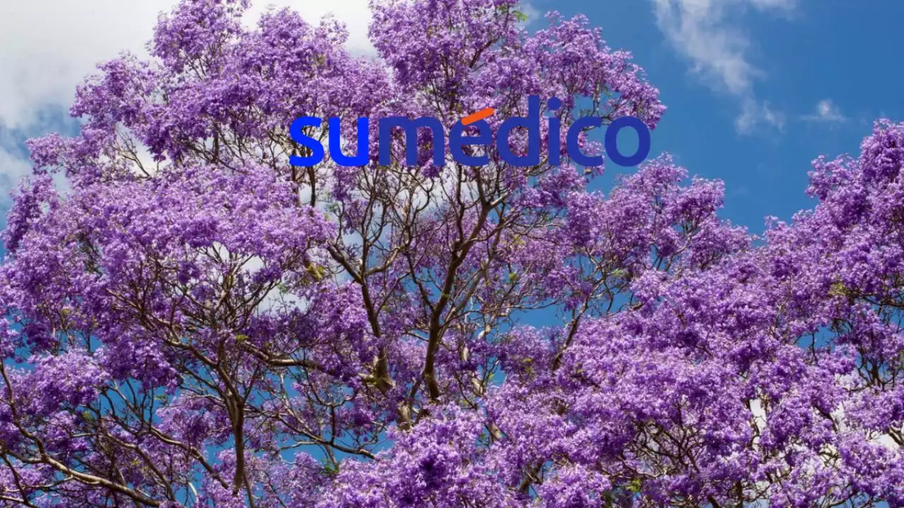 Propiedades medicinales de las jacarandas