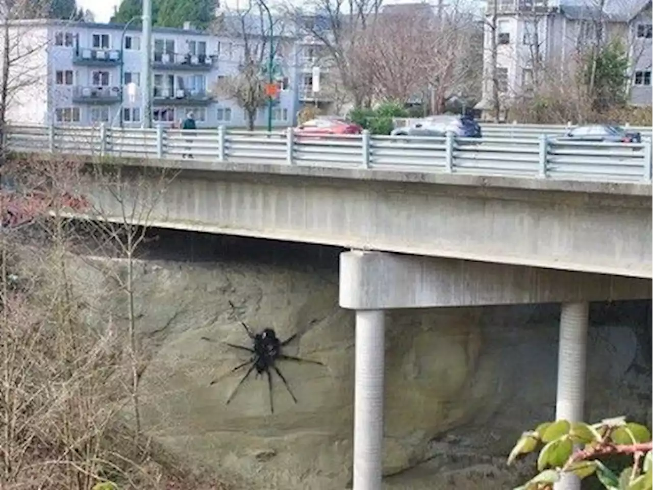 'Unsanctioned' giant spider chilling under a bridge in Vancouver asked to leave