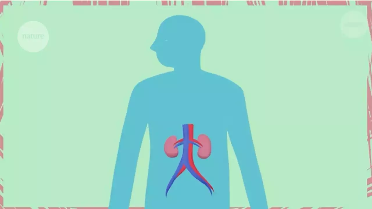 Video: Safeguarding the kidney