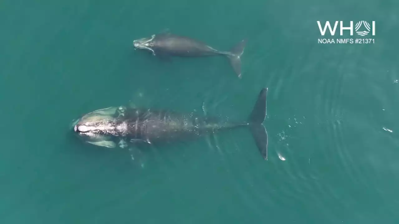 Video Shows Endangered Right Whale Calf Feeding in Cape Cod Bay