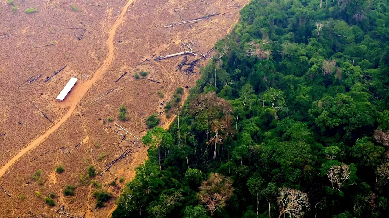 Why deforestation means less rain in tropical forests