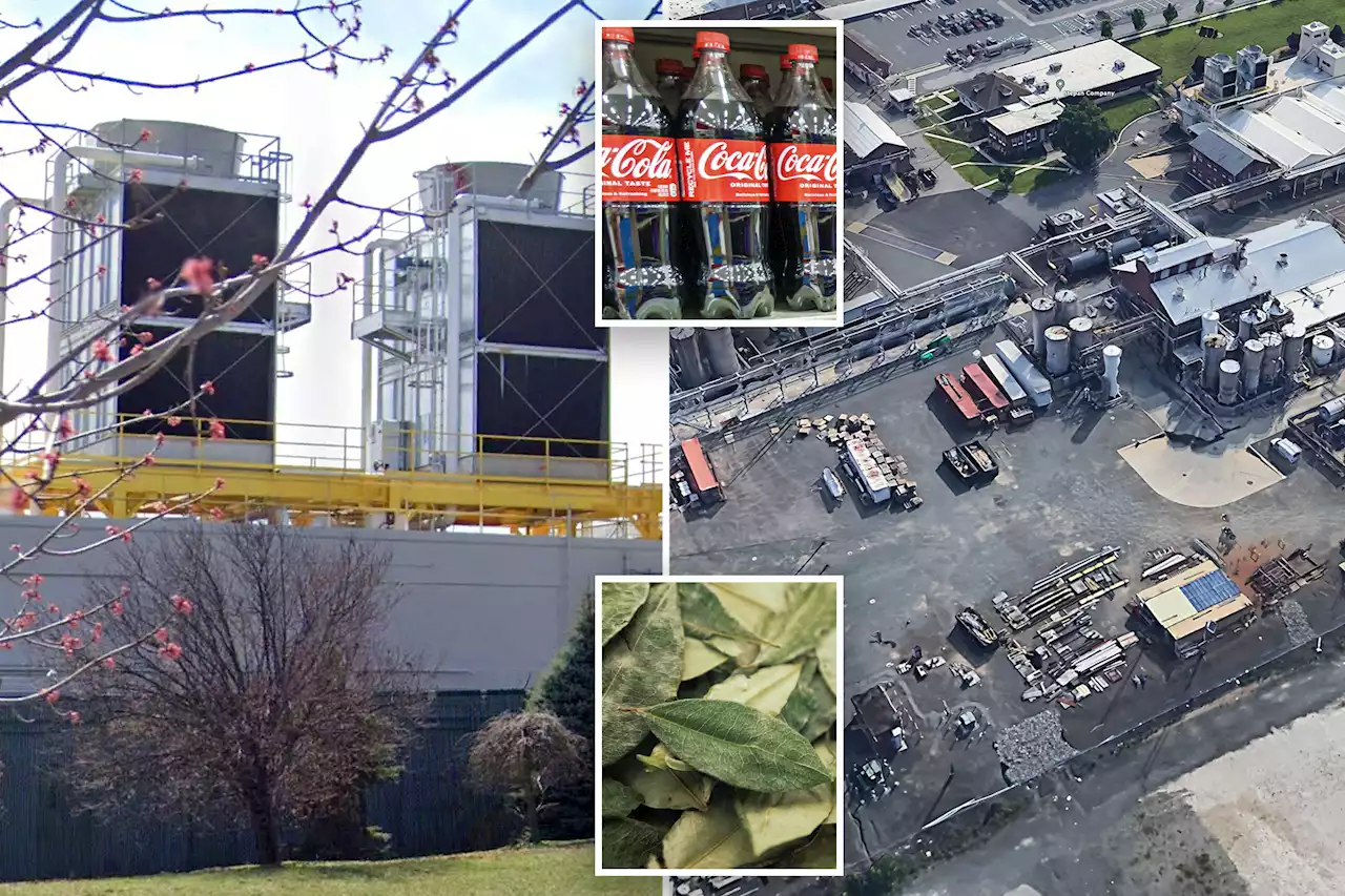 New Jersey factory imports cocaine plant that flavors Coca-Cola thanks to DEA arrangement