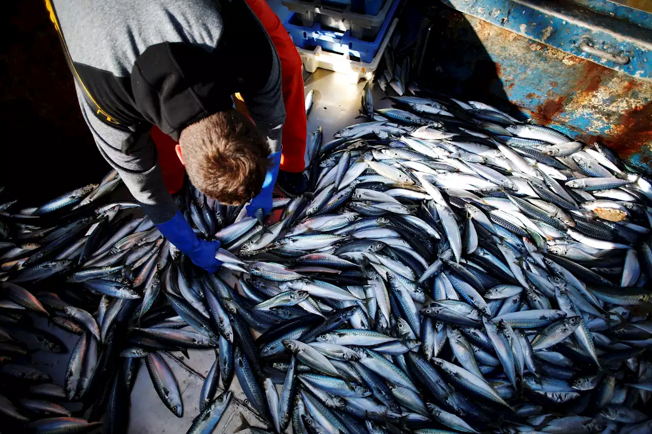 UE : aucune interdiction de la pêche de fond ne sera imposée dans les aires marines protégées