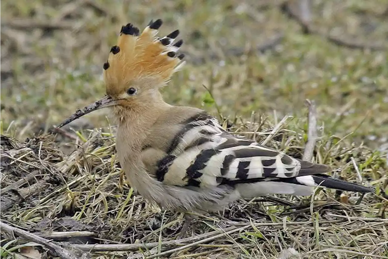 Die Rückkehr der Zugvögel - Schweizer Bauer