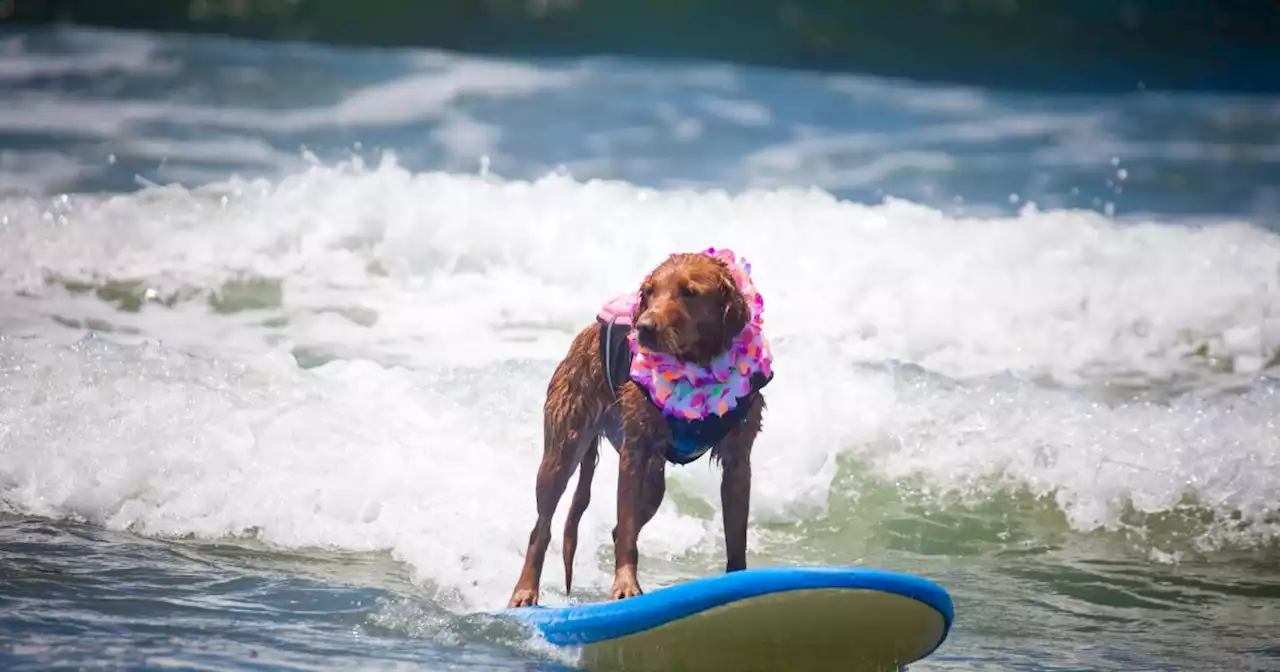 Ricochet, San Diego's beloved surfing therapy dog, dies at 15