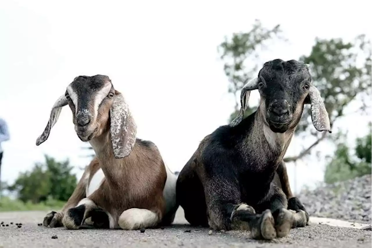 Lorry driver fined RM10,000 for transporting goats without Vet Dept permission