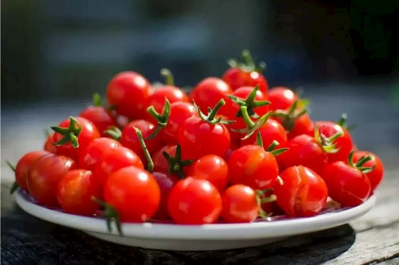 Colder winter produced stomach-churning cherry tomatoes in South Korea