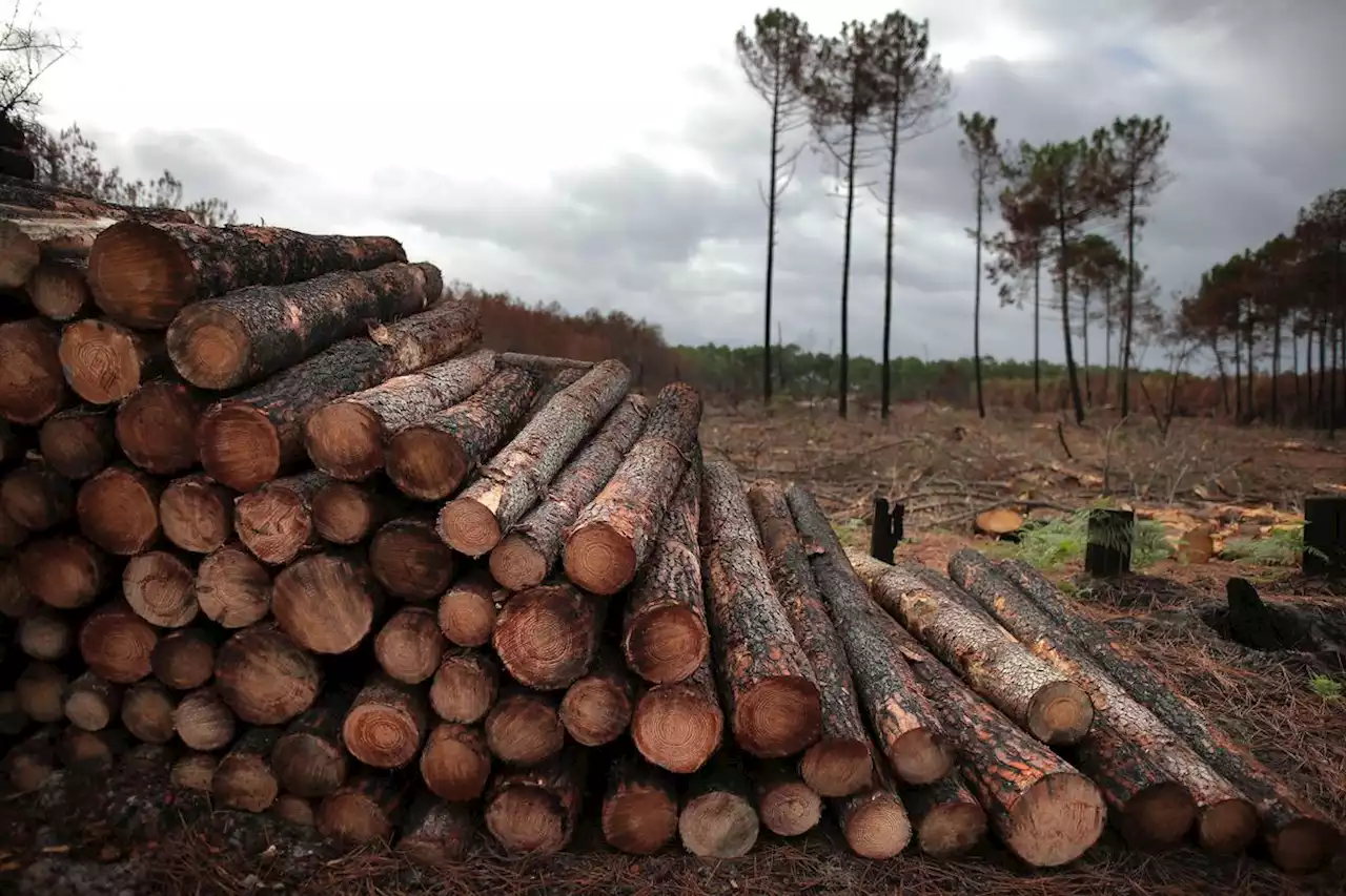 Forêt : « Un niveau de coupes rases comparable à celui enregistré dans les années 1980 »