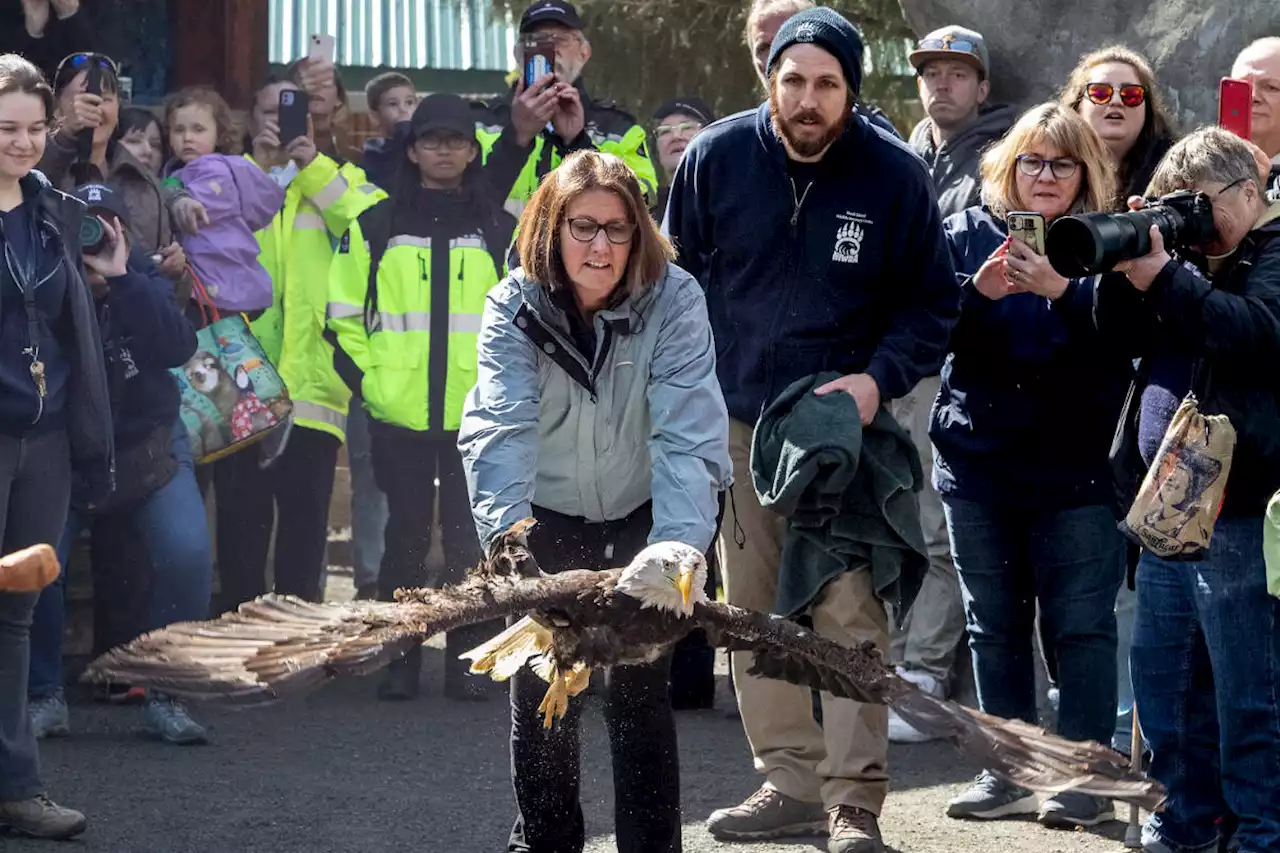 Vancouver Island wildlife recovery centre releases rehabilitated eagle - Terrace Standard