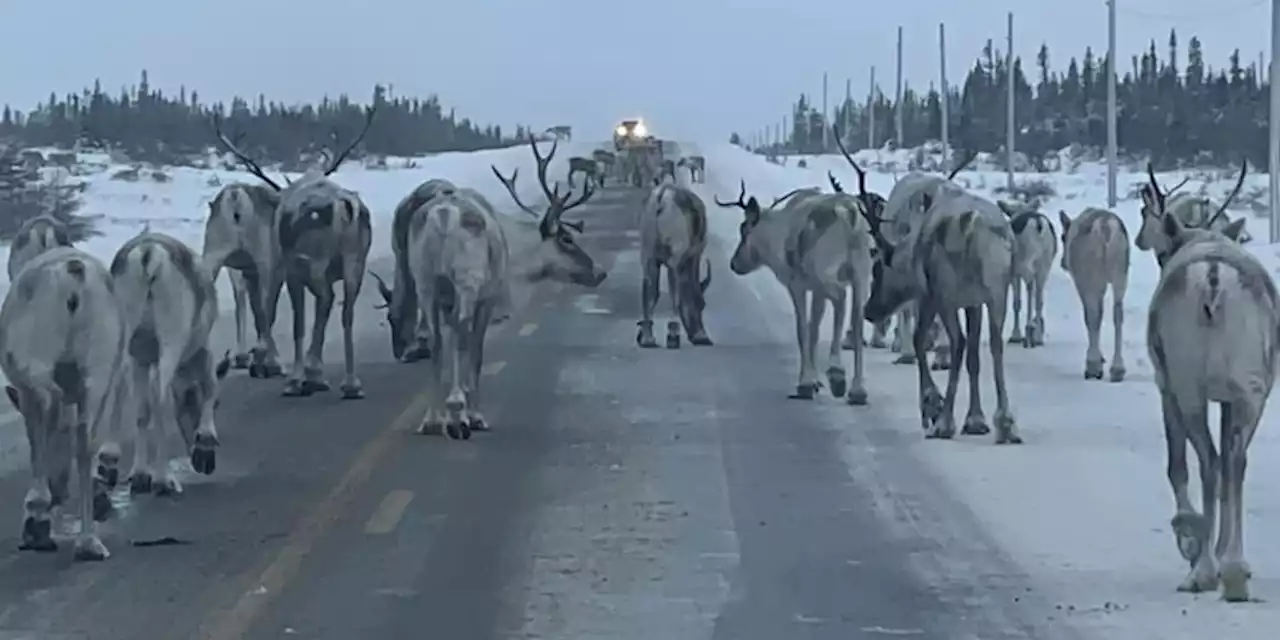 Motorists Advised of Roaming Caribou on Northern Peninsula