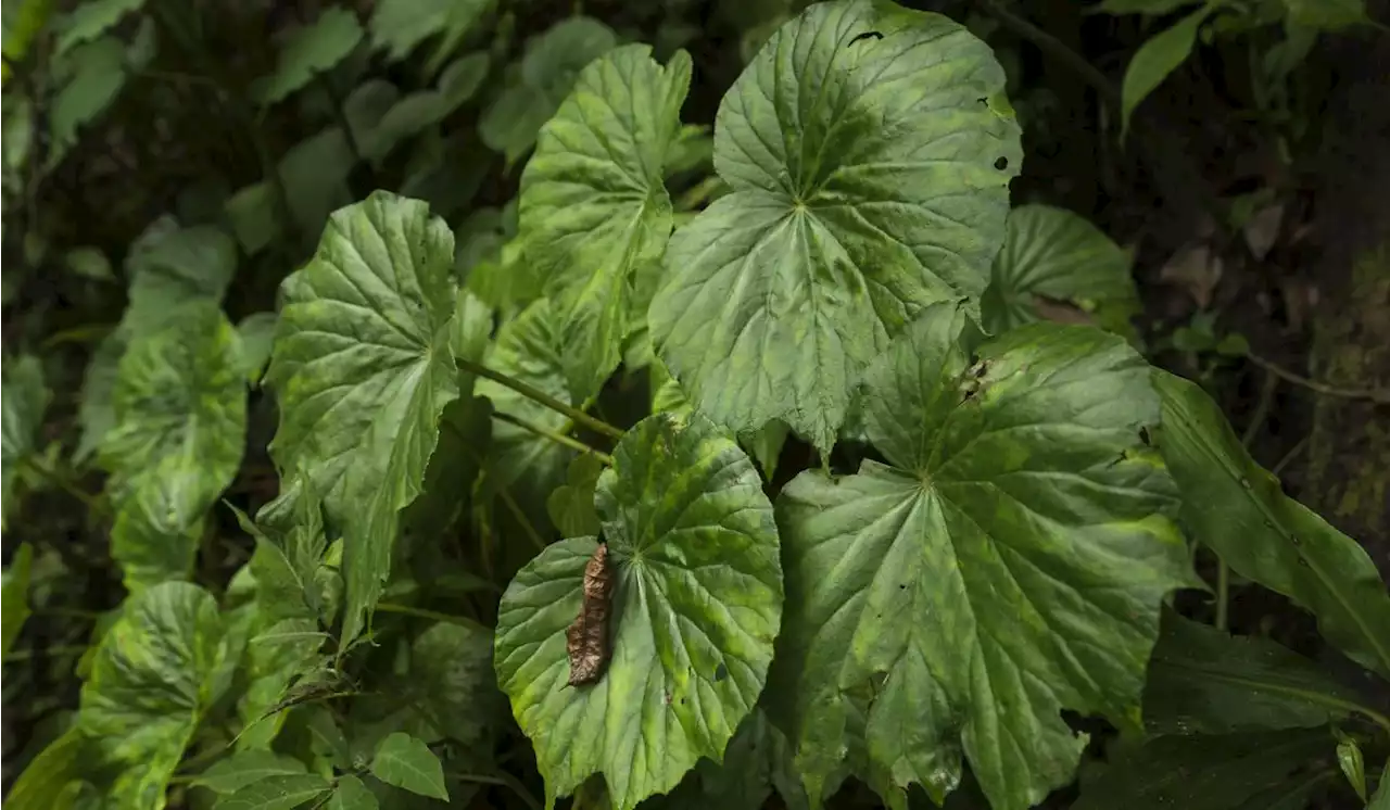 Plants make a lot of noise when injured or thirsty, new study finds