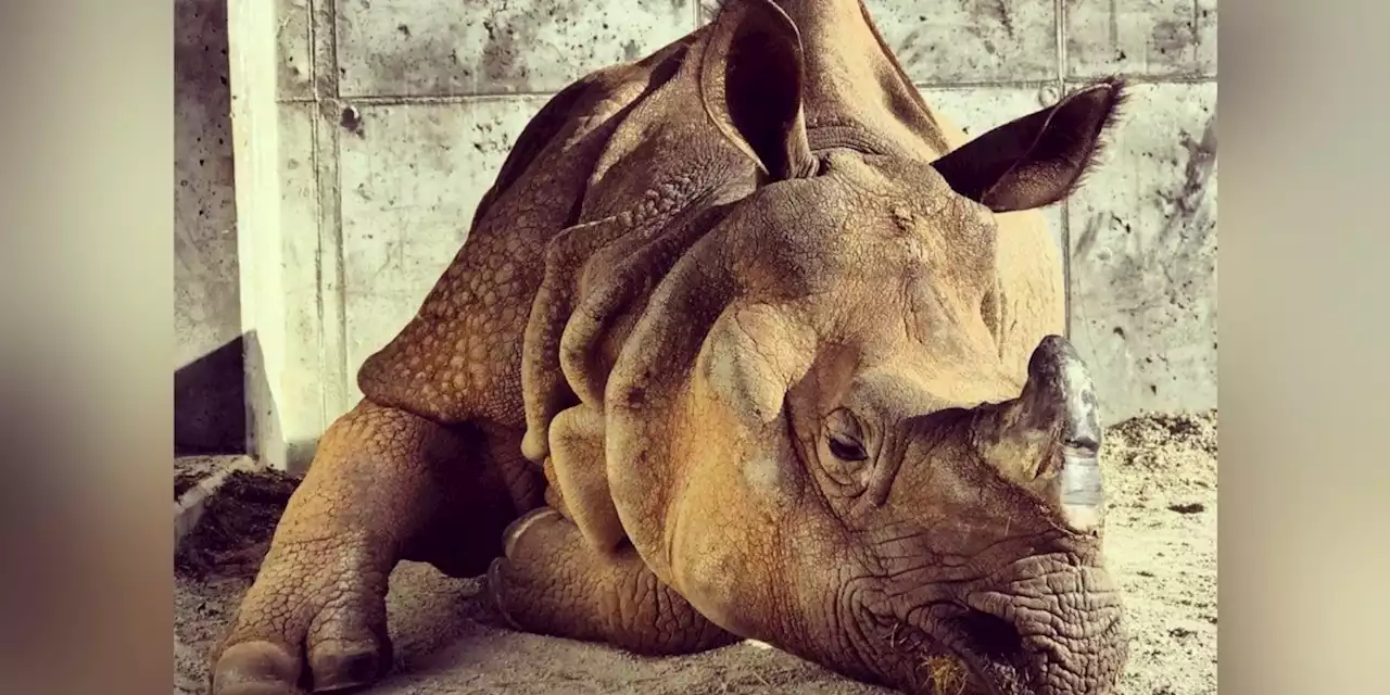 Zoo announces death of beloved 15-year-old rhinoceros