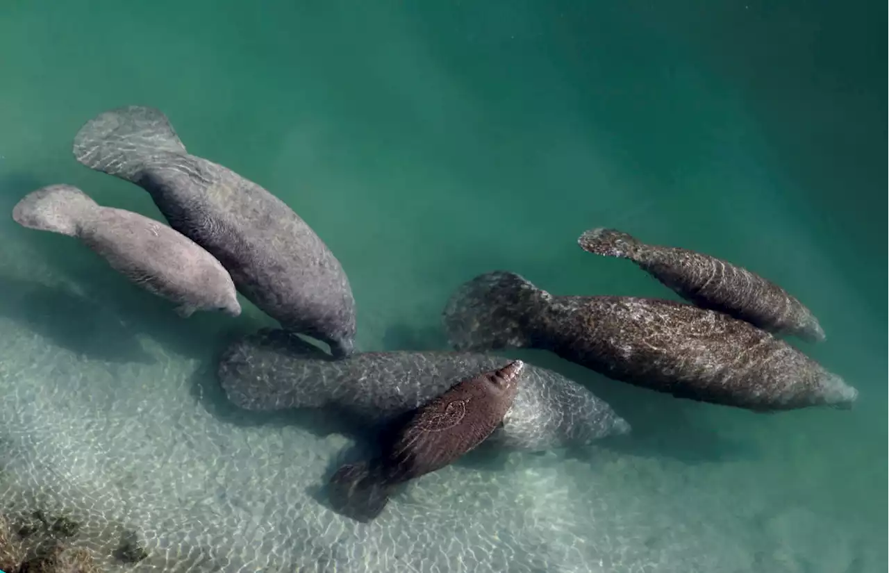 Florida sees fewer manatee starvation deaths as feeding ends