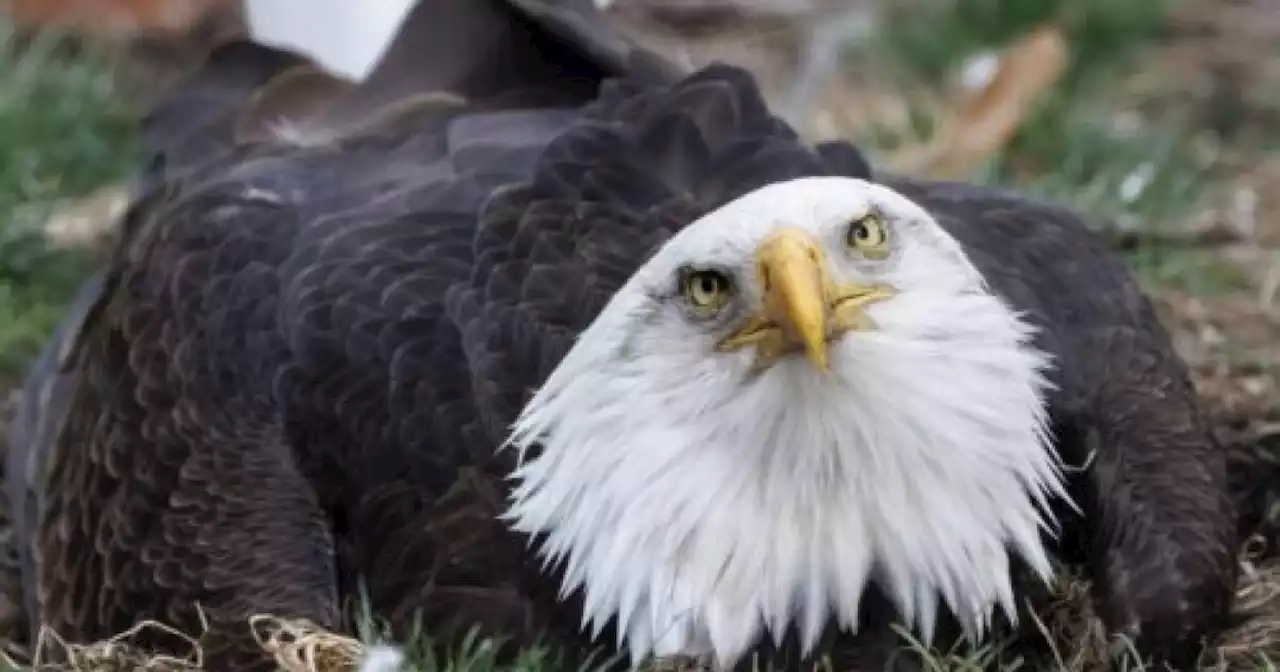 Bald eagle who protected rock is now foster father to orphaned chick