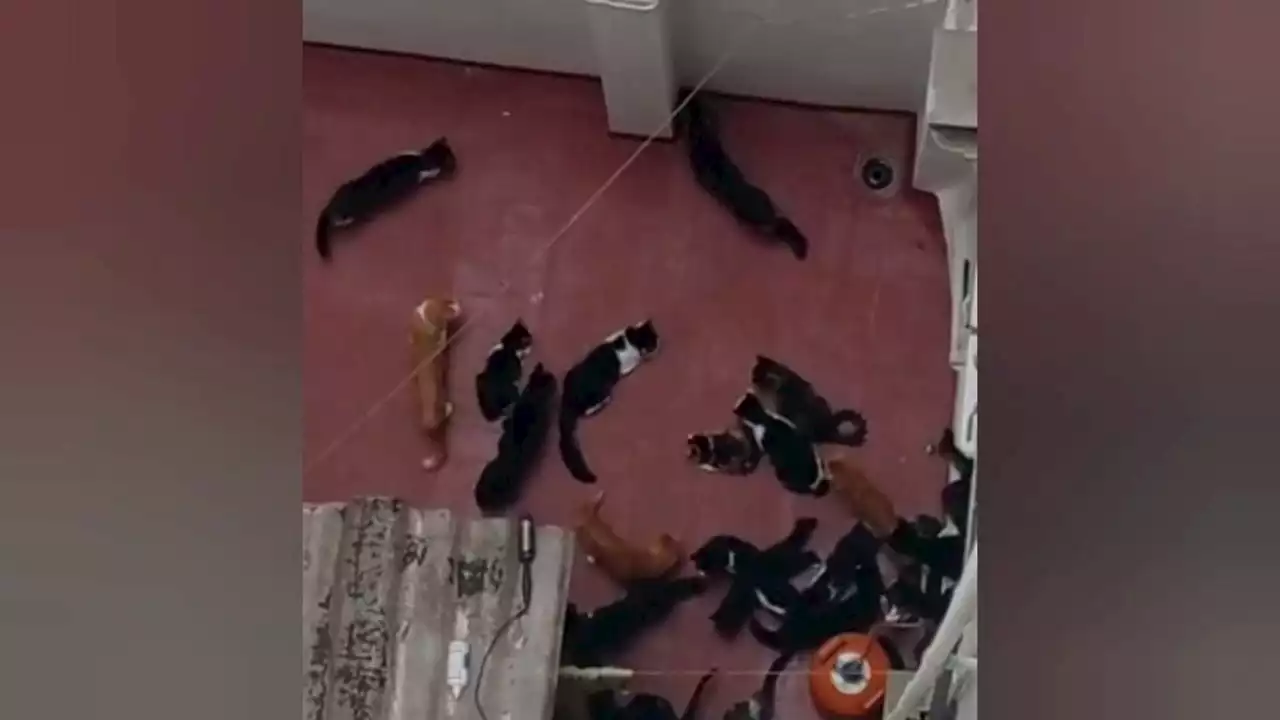 70 gatos en un piso de 90 metros hacen insoportable la vida de los vecinos de un edificio de Valencia