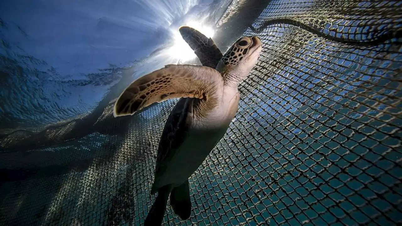 Sea level rise could wash away turtle breeding grounds around the world, researchers say