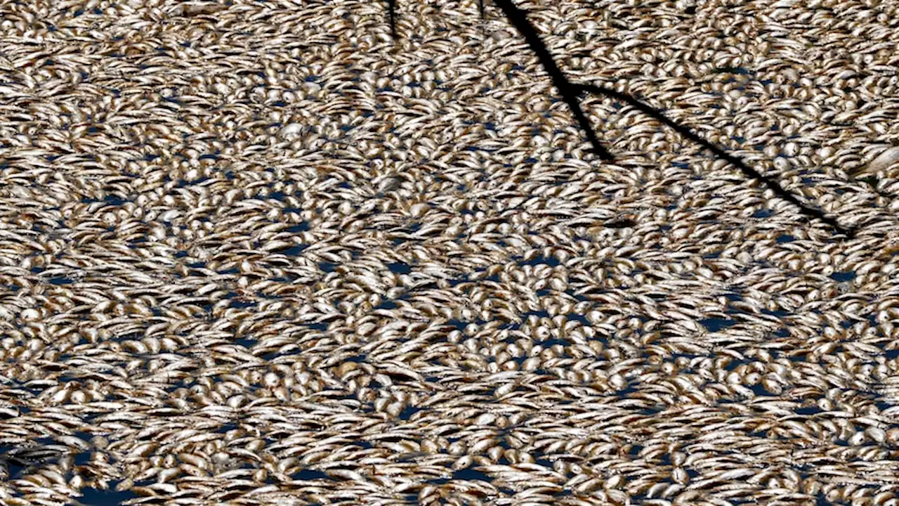 One month after Menindee fish kills, EPA to investigate pollution as possible cause