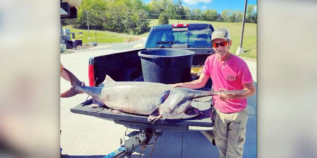 Man reels in largest fish ever caught in Tennessee