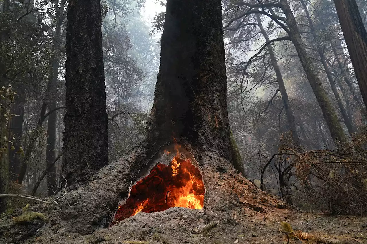 US plans new forest protections, issues old-growth inventory