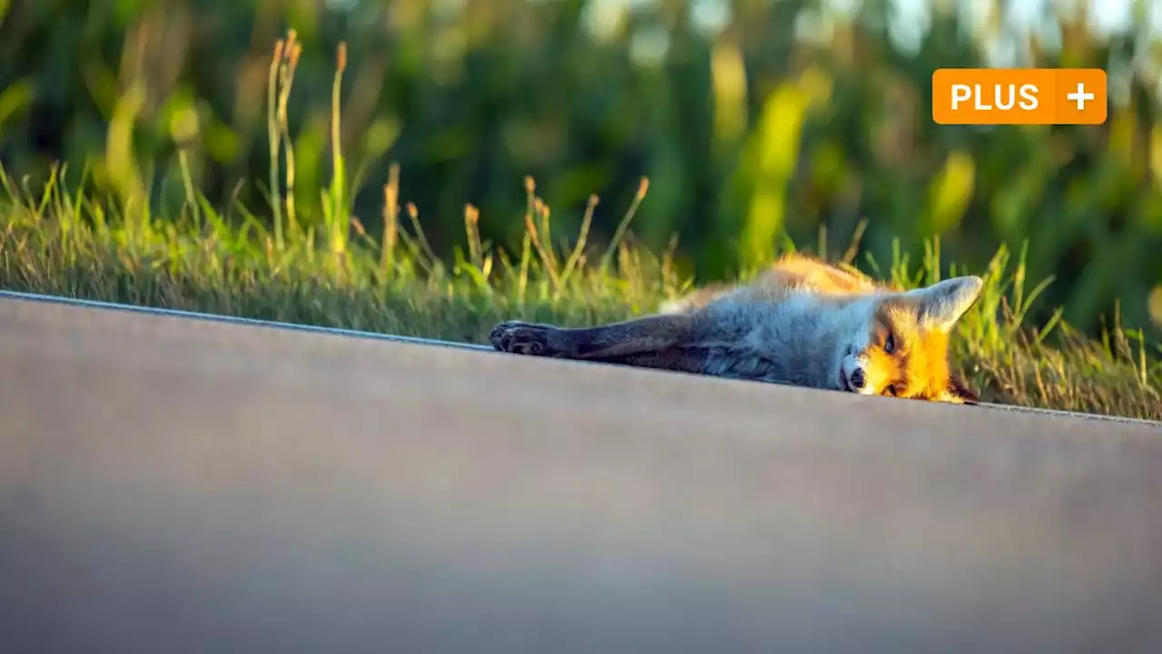 Der Weg der toten Tiere: Was aus überfahrenen Füchsen und verendeten Kühen wird