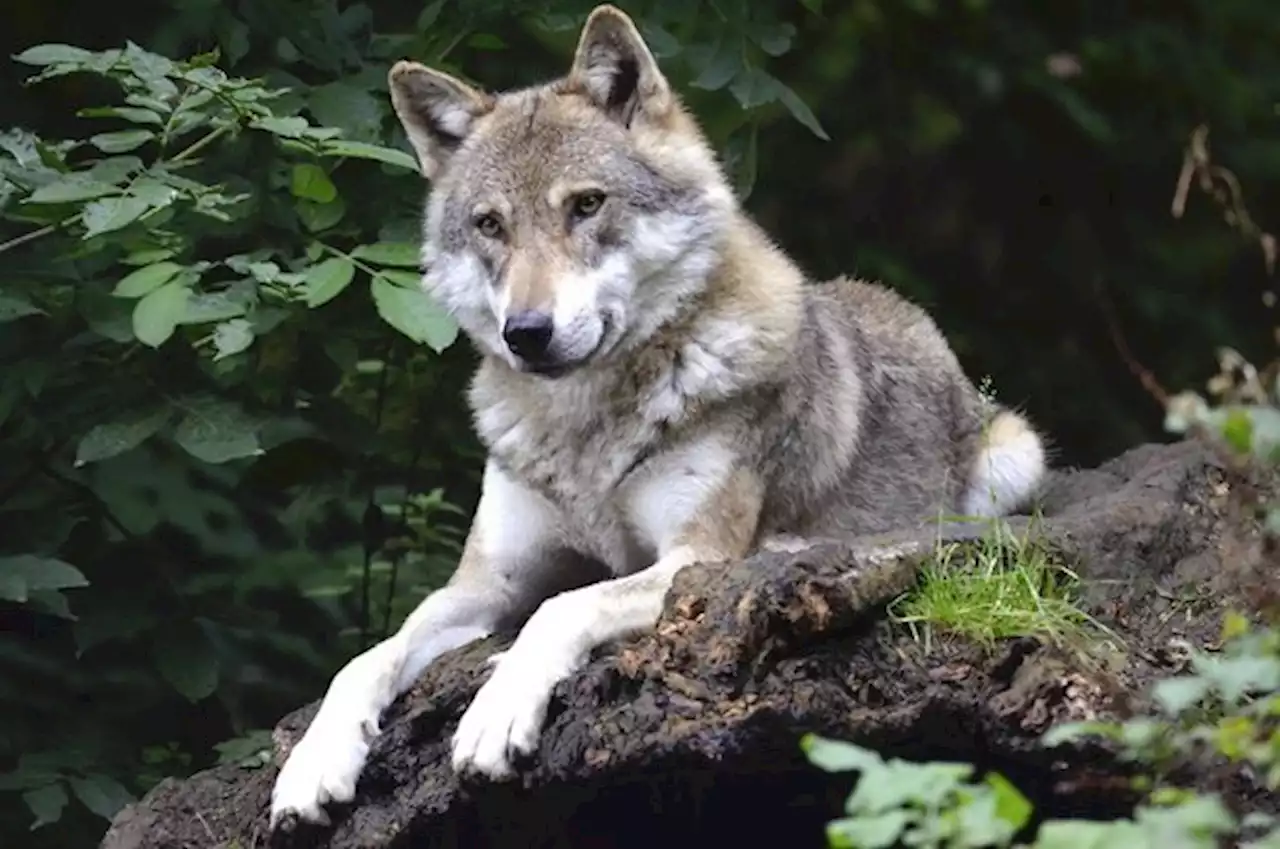 Im Glarnerland wurde ein Wolf überfahren - bauernzeitung.ch