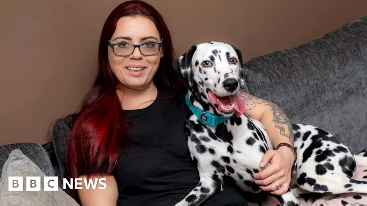 Derby Dalmatian's tumour turns out to be kebab skewer