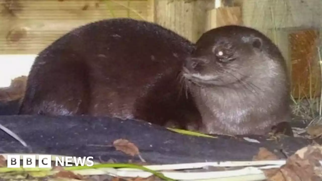 Otter surprise as creature strays into suburban garden