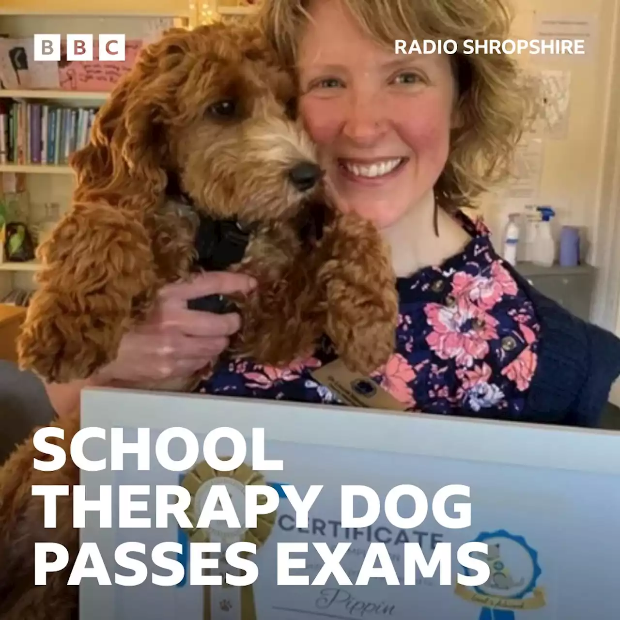 Cockapoo to become therapy dog at Telford school