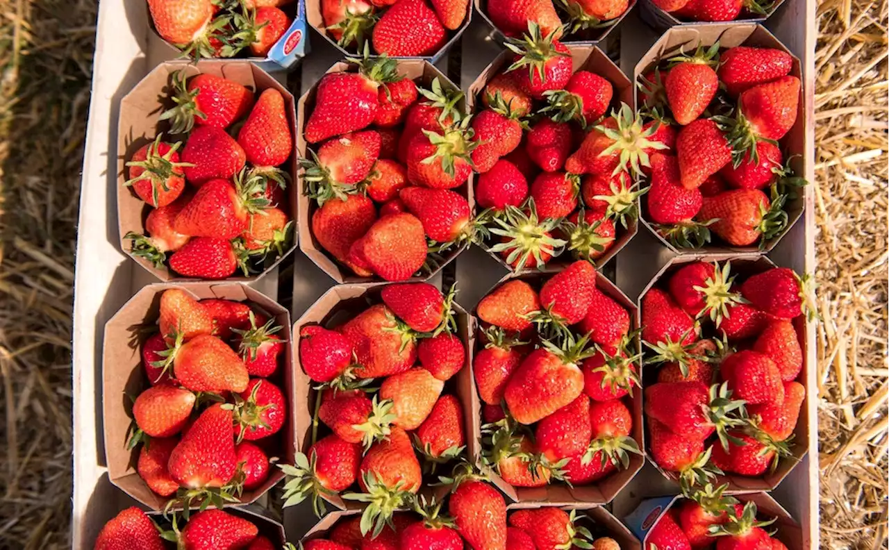 Öko-Test: Warum Sie gerade noch keine Erdbeeren kaufen sollten