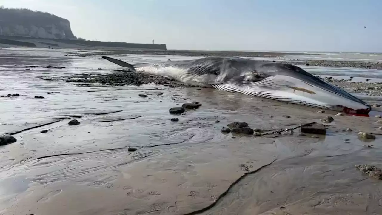 Baleine morte échouée Saint-Valery-en-Caux: l'opération pour récupérer la carcasse jugée 'impossible'