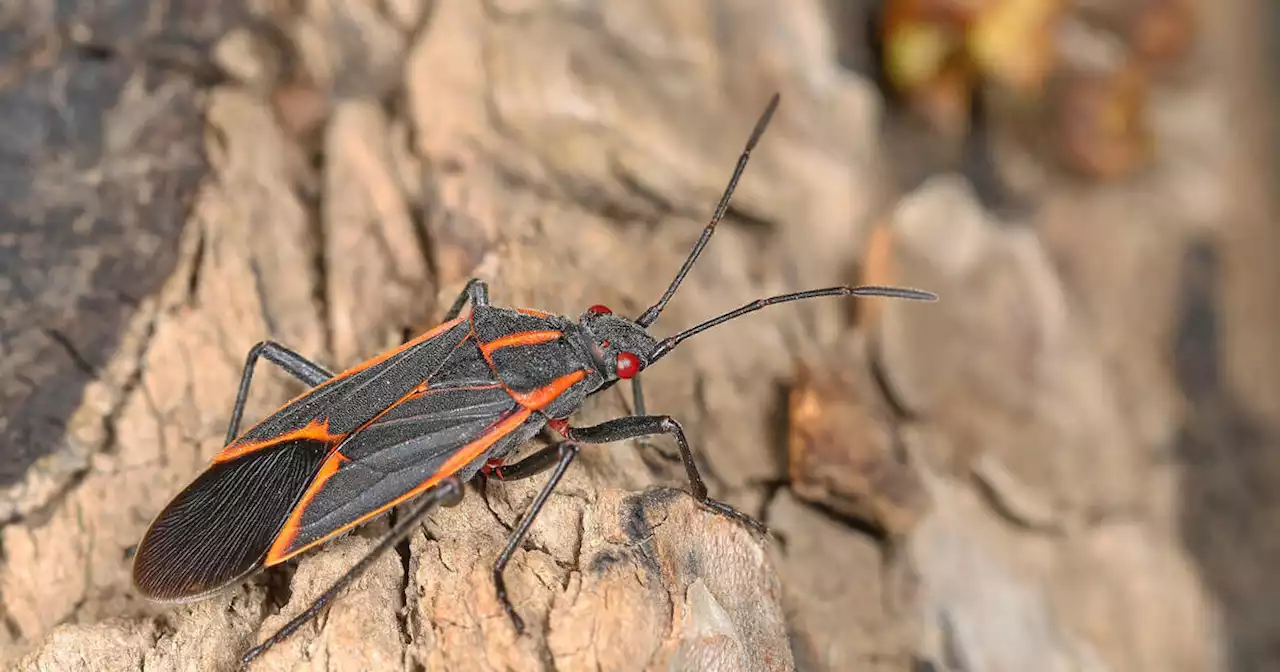 Huge clusters of black and red bugs are popping up all over Toronto