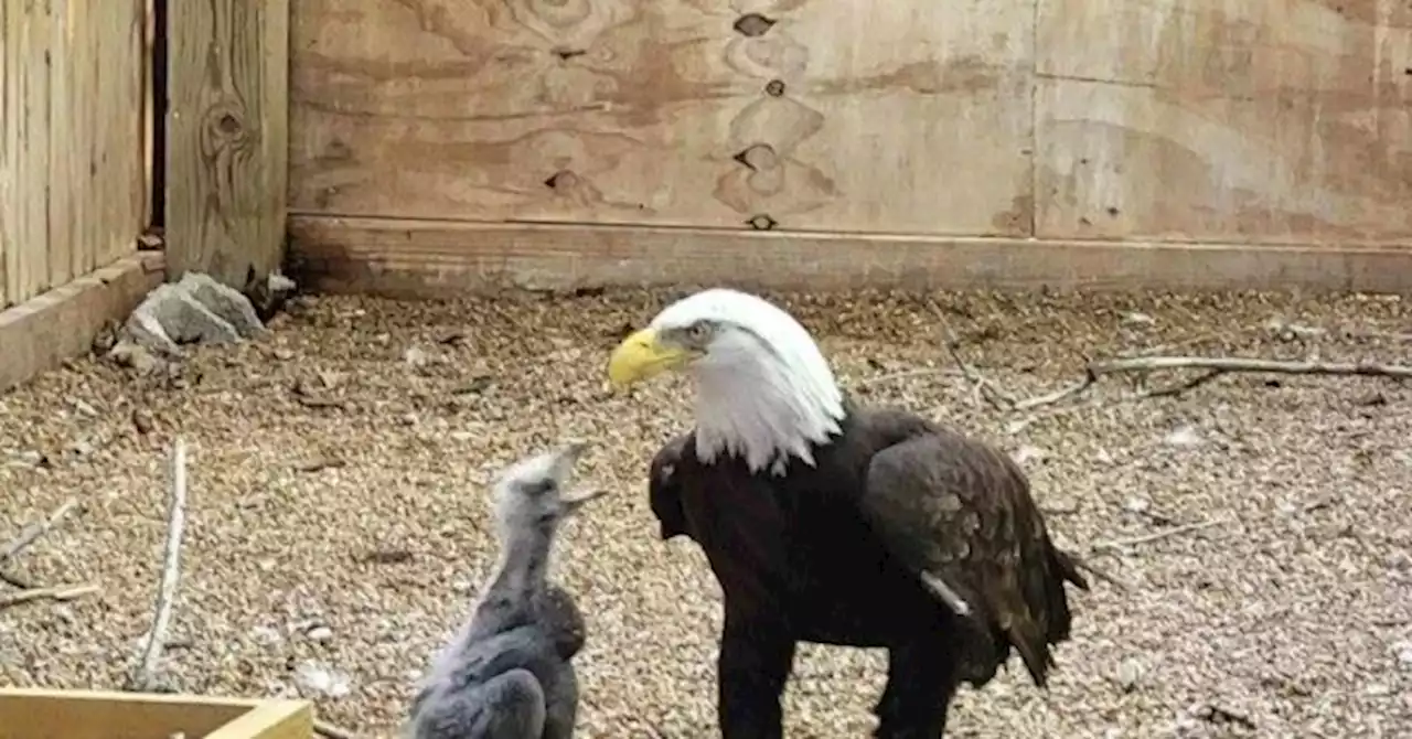 WATCH: Bald Eagle Adopts Eaglet After Caring for Rock