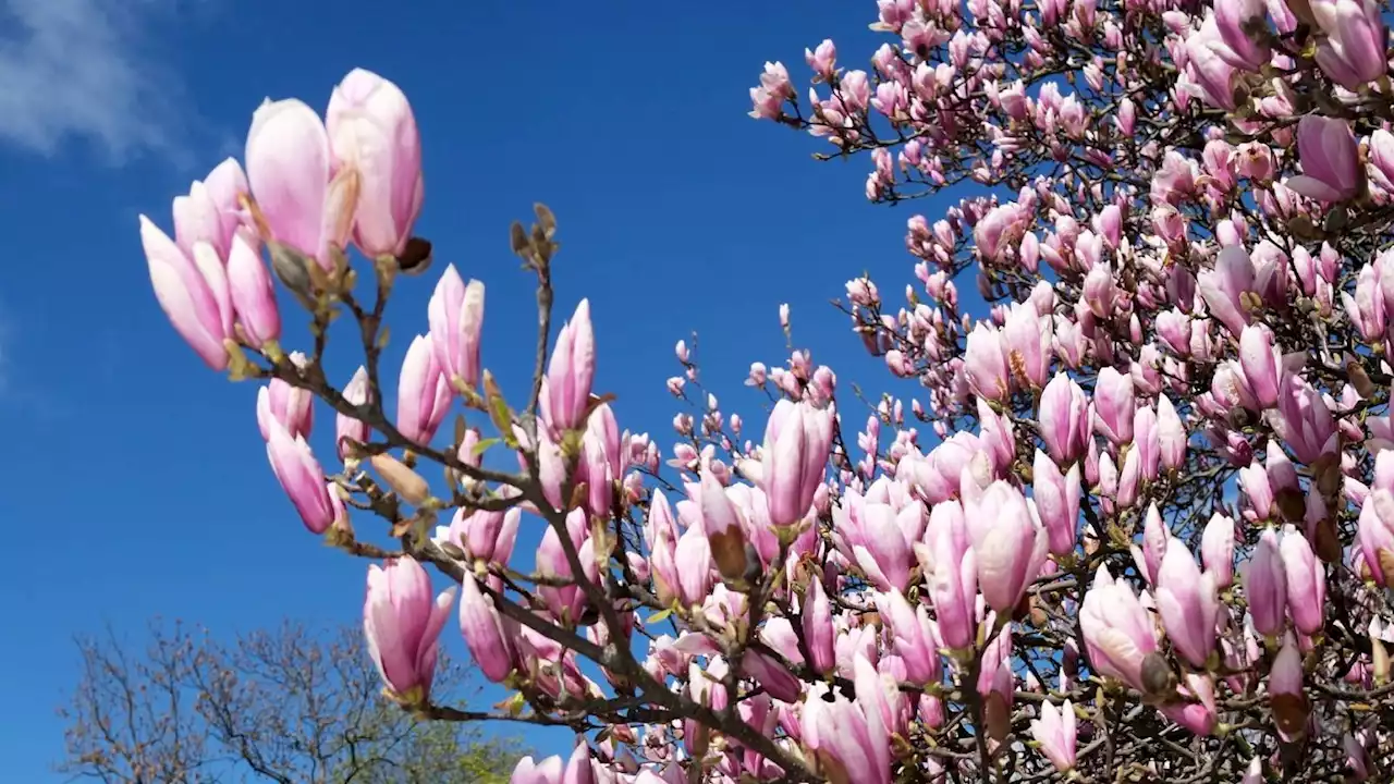 Magnolien in Berlin: Zartrosa Riesenblüten verzaubern Frühling