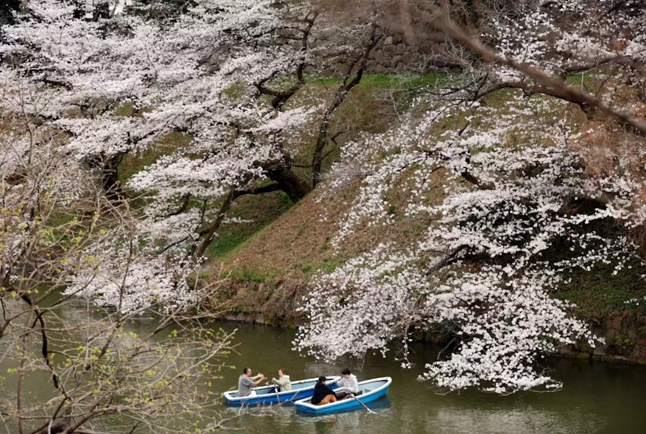 Japan’s March visitors at post-COVID high, lured by cherry blossoms