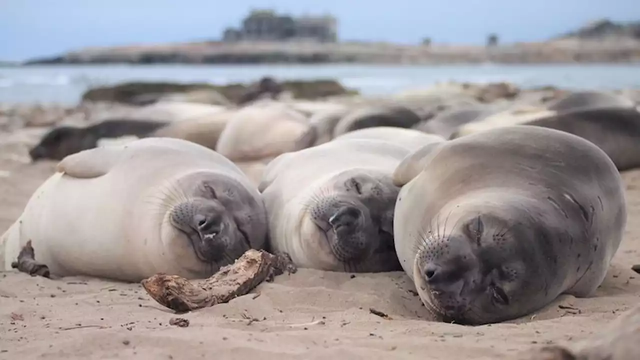 Elephant seals enter 'sleep spiral' during deep ocean dives | CNN