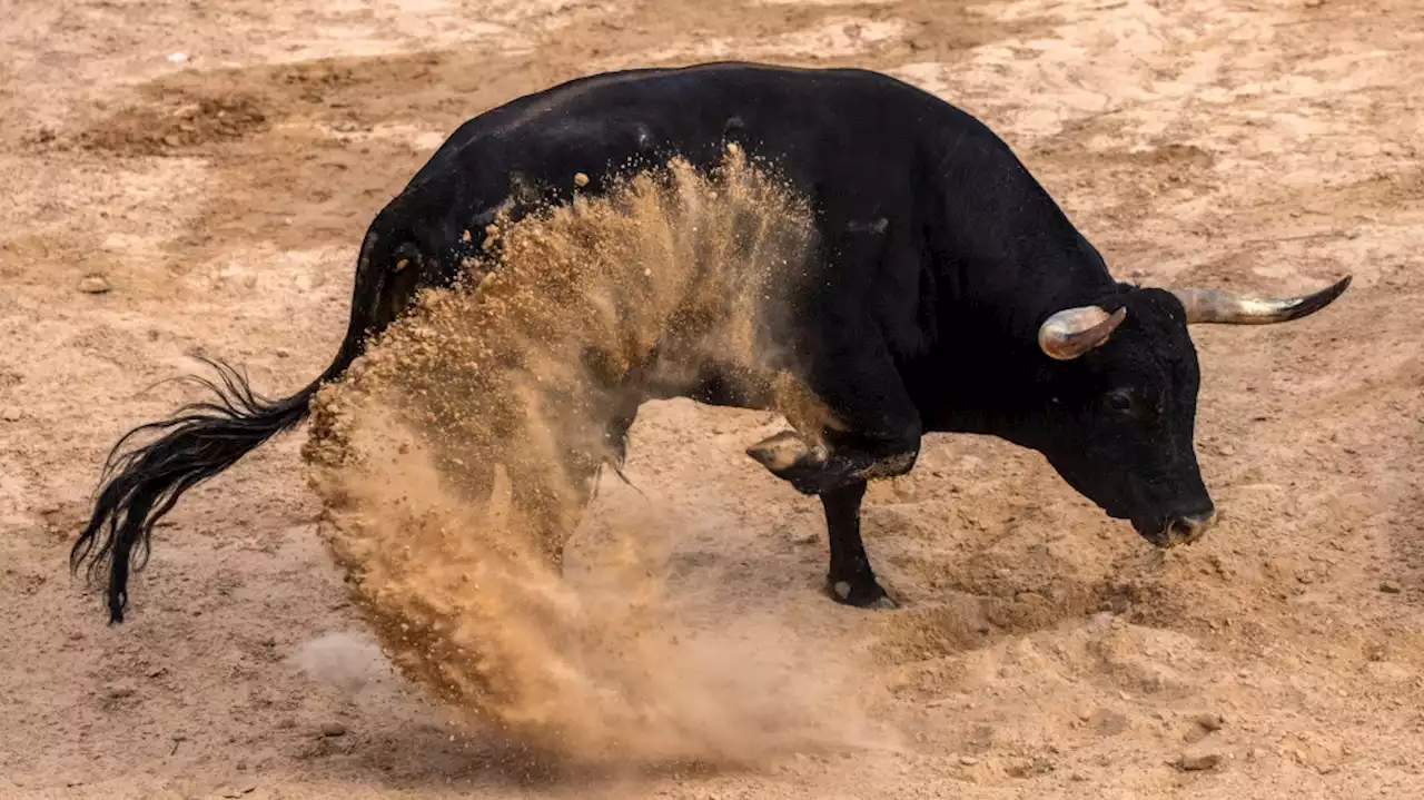 Runaway bull shot after charging through English village