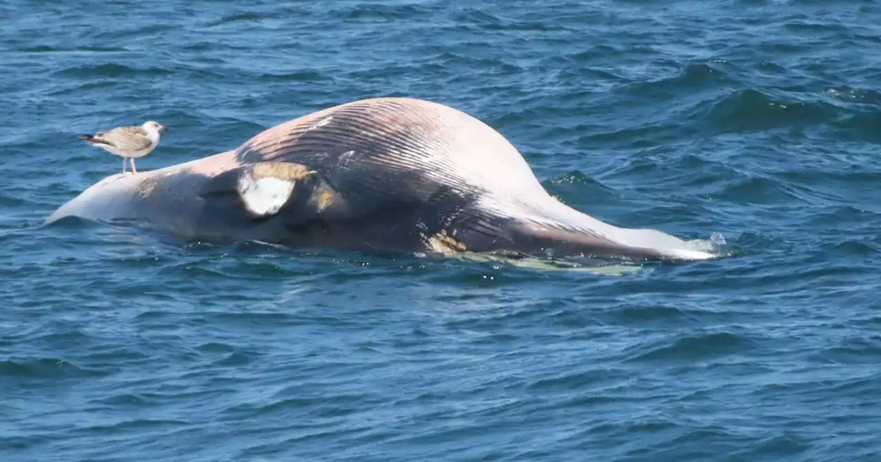 Huge minke whale found dead at Scots beauty spot